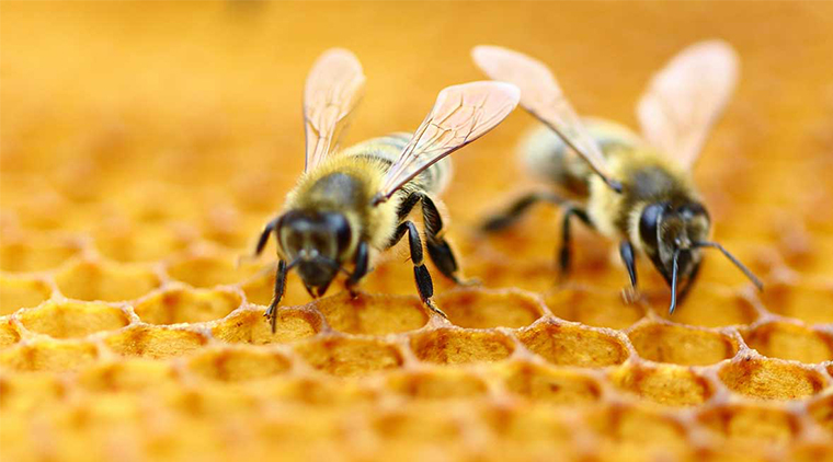Bespovratna sredstava za nabavku novih pčelinjih društava i opreme za pčelarstvo